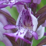 Orchidee Pentling