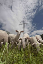 Bentheimer Schafe bei der Trassenpflege
