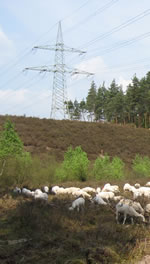 Bentheimer Schafe auf Heide