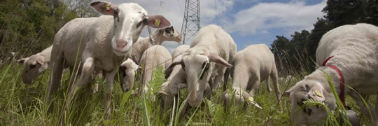 Bentheimer Schafe auf der Weide