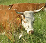 Hinterwälder Rinder grasen im Amviehtheater