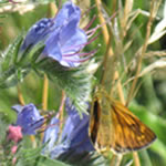 Natternkopf mit Falter