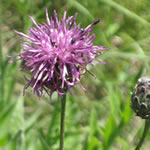 Flockenblume