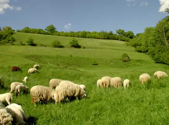 Waldschafherde in Pentling
