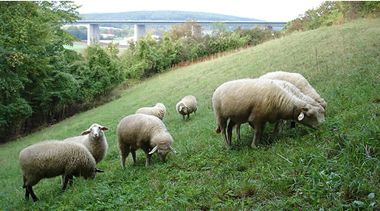 Waldschafherde in Pentling