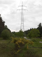 Leitungstrasse im Wald