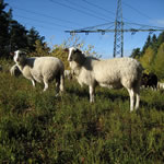 Bentheimer Landschafe auf Leitungstrasse (kologische Trassenpflege)