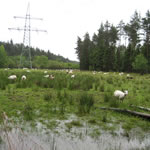 Bentheimer Landschafe auf Leitungstrasse (Feuchtgebiet)