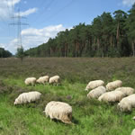 Bentheimer Landschafe in der Heide (kologische Trassenpflege)
