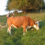 Hinterwlder Rinder auf der Weide