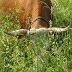 Hinterwlder Rind beim Grasen auf Pflegeflche