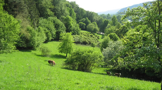 Hinterwlder auf der Weide