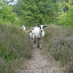 Bentheimer Landschafe in der Heide