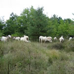 Bentheimer Landschafe in stark verbuschter Flche