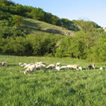 Waldschafe am Keilstein