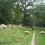 Waldschafe am Bruberg