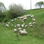 Waldschafe in Pentling