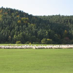 Schafherde Nachweide