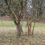 Ziegenverbi an Apfelbaum
