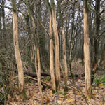 Ziegenverbi an Jungwald