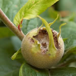 Mispel Fruchtknospe
