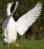 Der Gänsedirigent
