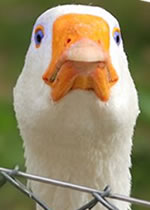 Diepholzer Gans