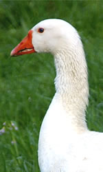 Diepholzer Gans