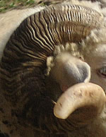 Waldschaf-Bock: Horn