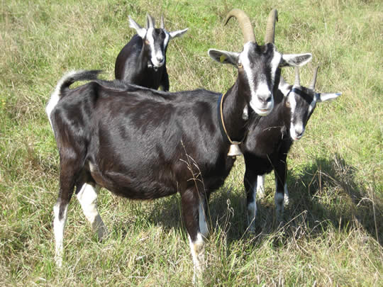 buendner_strahlenziege_mutterziege_mit_kitzen