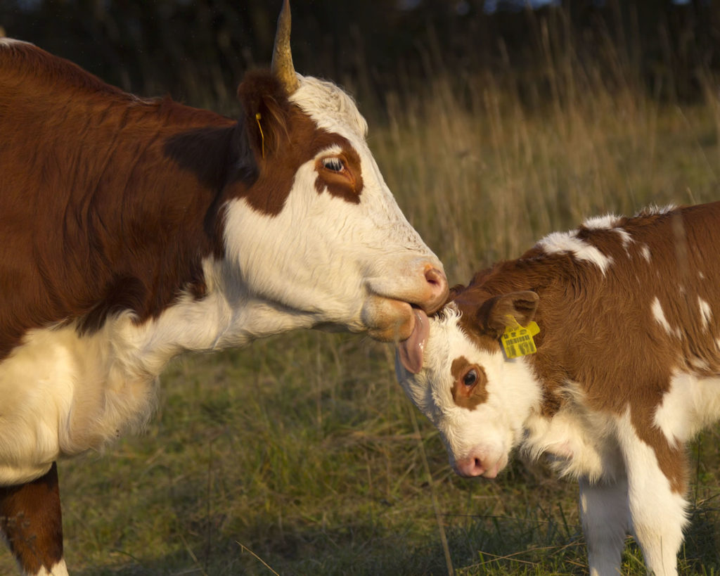 hinterwaelder_kuh_leckt_kalb