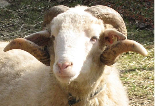 waldschaf_bock_am_stall